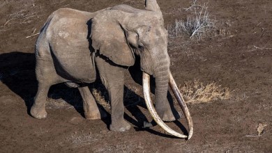 Why Only 30 Super Tuskers Roam Africa—And What Sets Them Apart From All Other Elephants Why Only 30 Super Tuskers Roam Africa—And What Sets Them Apart From All Other Elephants
