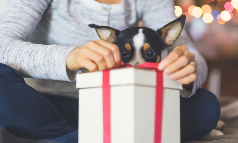 12 Mother’s Day gifts dogs would buy their humans 12 Mother’s Day gifts dogs would buy their humans
