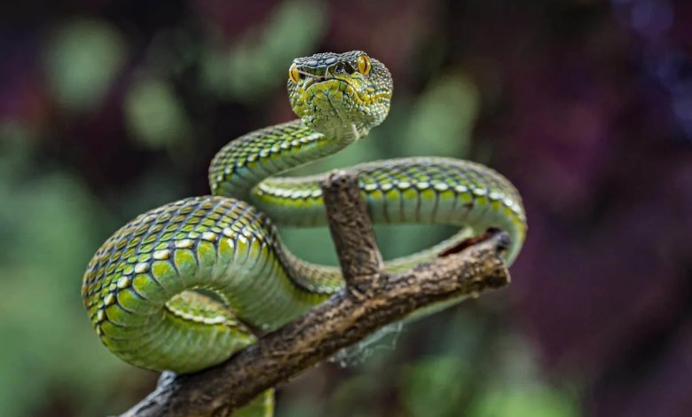 The Mists of Sichuan Reveal Vibrant New Pit Viper Species Hidden for Decades The Mists of Sichuan Reveal Vibrant New Pit Viper Species Hidden for Decades