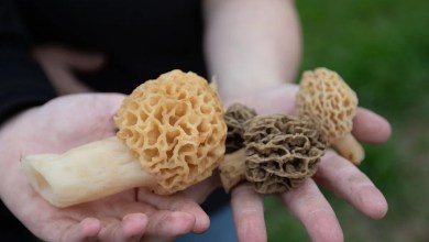 What are the best spots to find morel mushrooms in Ohio? Check this map What are the best spots to find morel mushrooms in Ohio? Check this map