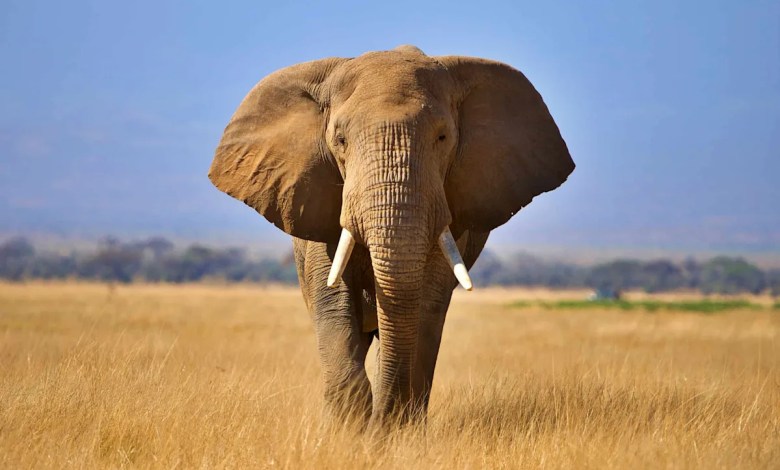 How Losing Just One Species Can Trigger Ecosystem Collapse How Losing Just One Species Can Trigger Ecosystem Collapse