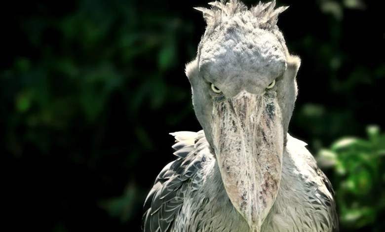 The Weird Side of African Wildlife The Weird Side of African Wildlife