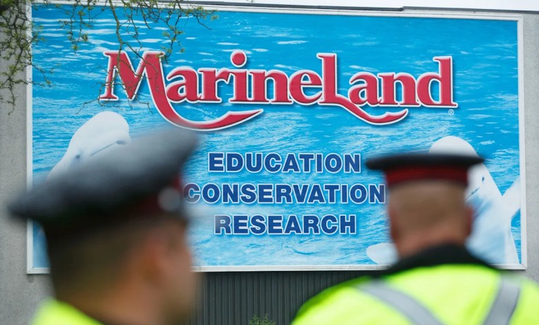 Marineland asks Canadian government for emergency cash to feed whales — or euthanasia imminent Marineland asks Canadian government for emergency cash to feed whales — or euthanasia imminent