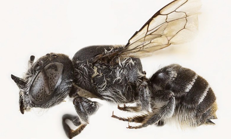 Scientists discover new “lucifer” bee with devil-like horns Scientists discover new “lucifer” bee with devil-like horns