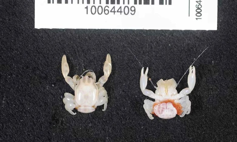 Scientists Discover 2 New Species, a Shark and a Tiny Crab, on the Same Deep-Sea Trip Scientists Discover 2 New Species, a Shark and a Tiny Crab, on the Same Deep-Sea Trip