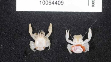 Scientists Discover 2 New Species, a Shark and a Tiny Crab, on the Same Deep-Sea Trip Scientists Discover 2 New Species, a Shark and a Tiny Crab, on the Same Deep-Sea Trip