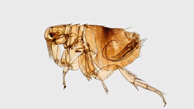 A volcanic eruption may have catalyzed the plague’s arrival in Europe, study suggests A volcanic eruption may have catalyzed the plague’s arrival in Europe, study suggests