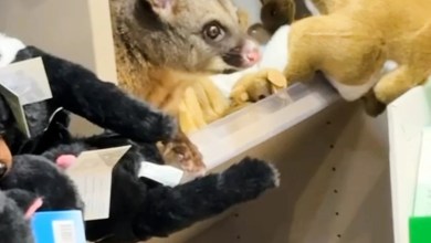 A real possum appears among plush toy animals in Australian airport gift shop A real possum appears among plush toy animals in Australian airport gift shop