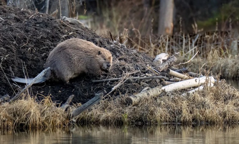 Researchers uncover stunning impact of structures built by wild animals: ‘Trade-offs and benefits’ Researchers uncover stunning impact of structures built by wild animals: ‘Trade-offs and benefits’
