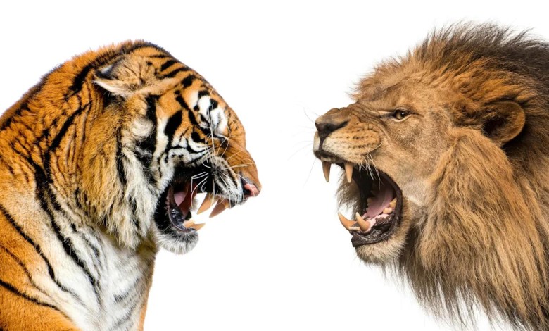 Why This “Epic Encounter” Would Never Happen in the Wild Why This “Epic Encounter” Would Never Happen in the Wild