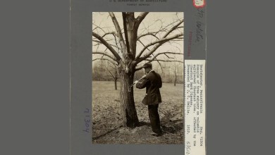 The American chestnut and its central place in the eastern landscape The American chestnut and its central place in the eastern landscape