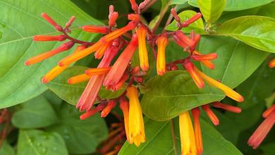 5 Florida native plants that bring color to your garden, yard or home 5 Florida native plants that bring color to your garden, yard or home