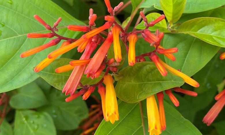 5 Florida native plants that bring color to your garden, yard or home 5 Florida native plants that bring color to your garden, yard or home