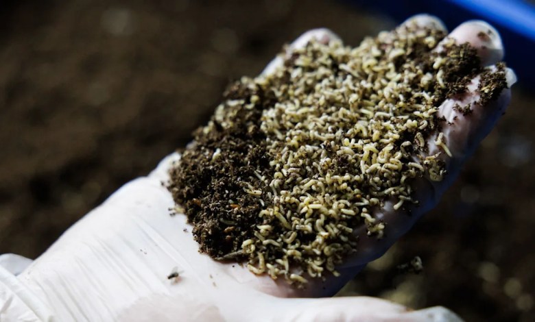 Should we be letting flies eat our food waste? Should we be letting flies eat our food waste?