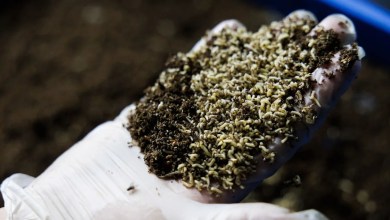 Should we be letting flies eat our food waste? Should we be letting flies eat our food waste?