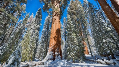 Counting birds beneath the giants: Sequoia’s Christmas tradition Counting birds beneath the giants: Sequoia’s Christmas tradition