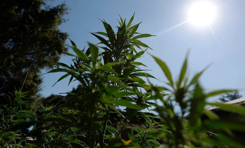 Cannabis reclassification could ‘open the floodgates’ for research, scientists say Cannabis reclassification could ‘open the floodgates’ for research, scientists say