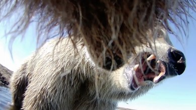 Collar cams offer a bear’s eye view into the lives of grizzlies on Alaska’s desolate North Slope Collar cams offer a bear’s eye view into the lives of grizzlies on Alaska’s desolate North Slope
