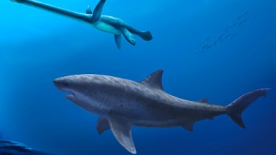Before megalodon, researchers say a monstrous shark ruled ancient Australian seas Before megalodon, researchers say a monstrous shark ruled ancient Australian seas