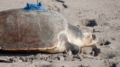 A 3-limbed Kemp’s ridley sea turtle is now being tracked at sea by satellite A 3-limbed Kemp’s ridley sea turtle is now being tracked at sea by satellite