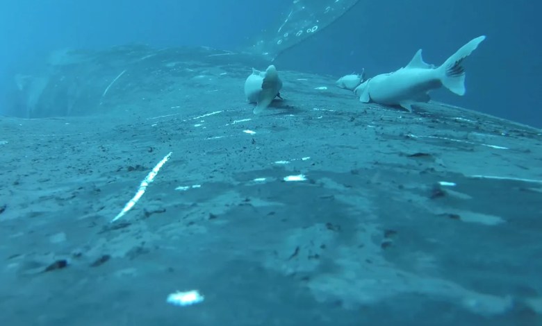 Rare footage shows sucker fish as they whale-surf in the ocean’s wildest joyride Rare footage shows sucker fish as they whale-surf in the ocean’s wildest joyride