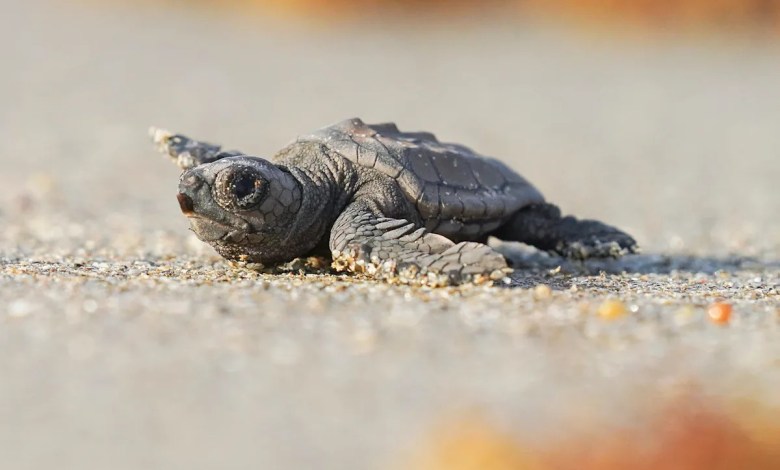 Is it legal in Florida to touch a baby sea turtle? Is it legal in Florida to touch a baby sea turtle?