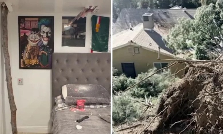 Tree smashes through Sylmar house during Santa Ana winds Tree smashes through Sylmar house during Santa Ana winds