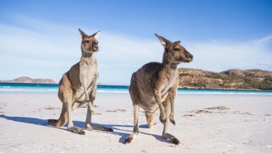 10 Australian Experiences That Don’t Cost a Fortune 10 Australian Experiences That Don’t Cost a Fortune