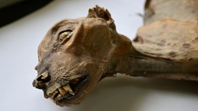 Mummified cheetahs found in Saudi caves shed light on lost populations Mummified cheetahs found in Saudi caves shed light on lost populations
