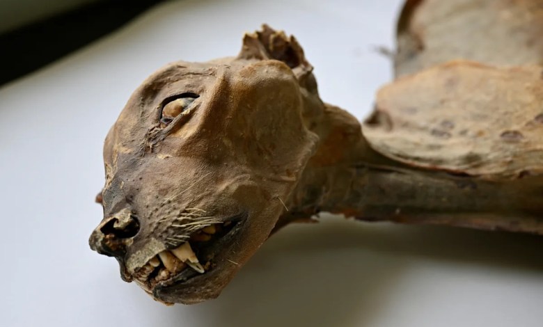 Mummified cheetahs found in Saudi caves shed light on lost populations Mummified cheetahs found in Saudi caves shed light on lost populations