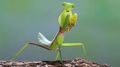 You Have to See To Believe This Praying Mantis Playing Game on an iPhone You Have to See To Believe This Praying Mantis Playing Game on an iPhone