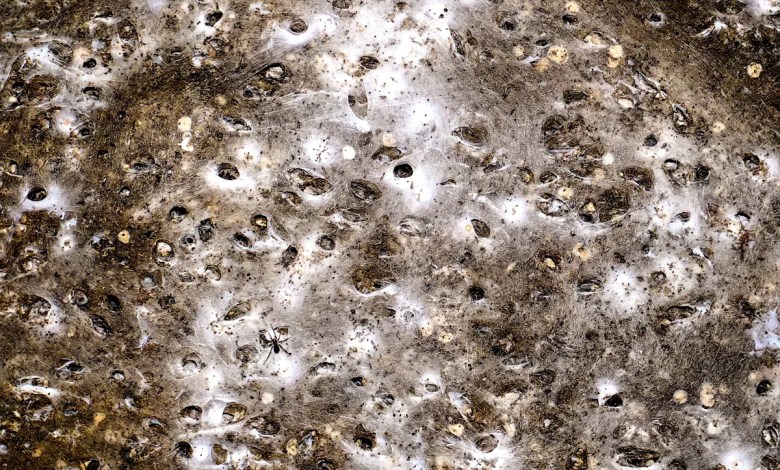Arachnid super-web reveals the surprising ‘constant party’ life of cohabiting spiders Arachnid super-web reveals the surprising ‘constant party’ life of cohabiting spiders