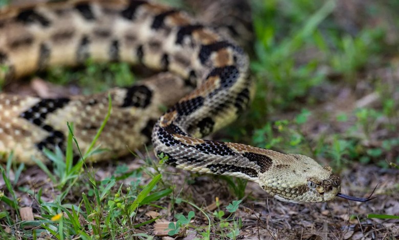 There are 2 venomous snakes in Mass. How to spot them, what to do if you get bit There are 2 venomous snakes in Mass. How to spot them, what to do if you get bit