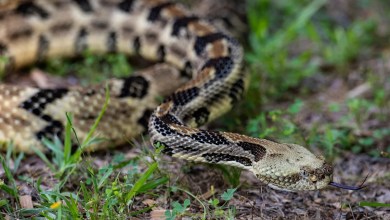 There are 2 venomous snakes in Mass. How to spot them, what to do if you get bit There are 2 venomous snakes in Mass. How to spot them, what to do if you get bit