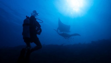 Ocean protections clash with mining pressure in Indonesia’s most diverse marine ecosystem Ocean protections clash with mining pressure in Indonesia’s most diverse marine ecosystem