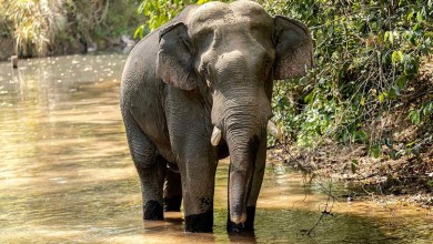 Campsite Shuttered After Tourist Becomes 3rd Known Fatality by the Same Elephant Campsite Shuttered After Tourist Becomes 3rd Known Fatality by the Same Elephant