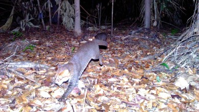 Flat-headed cat once seen as ‘possibly extinct’ seen for first time in years Flat-headed cat once seen as ‘possibly extinct’ seen for first time in years
