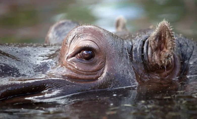 The Rise and Fall of Colombia’s Infamous “Cocaine Hippos” The Rise and Fall of Colombia’s Infamous “Cocaine Hippos”