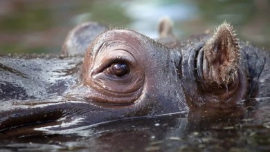 The Rise and Fall of Colombia’s Infamous “Cocaine Hippos” The Rise and Fall of Colombia’s Infamous “Cocaine Hippos”