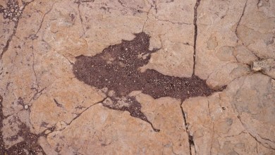 Scientists document largest trove of dinosaur footprints in central Bolivia Scientists document largest trove of dinosaur footprints in central Bolivia