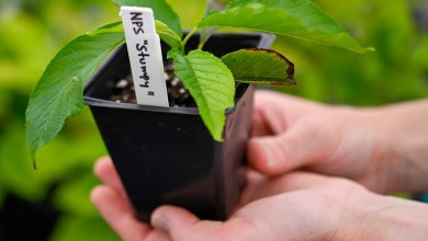 Clones of Stumpy, Washington D.C.’s beloved cherry blossom tree, have flowered for the first time Clones of Stumpy, Washington D.C.’s beloved cherry blossom tree, have flowered for the first time