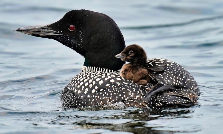 More loons are filling Maine’s lakes with their ghost-like calls More loons are filling Maine’s lakes with their ghost-like calls