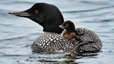 More loons are filling Maine’s lakes with their ghost-like calls More loons are filling Maine’s lakes with their ghost-like calls