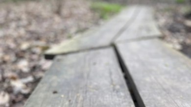 What snakes live in New York’s Finger Lakes region? What snakes live in New York’s Finger Lakes region?
