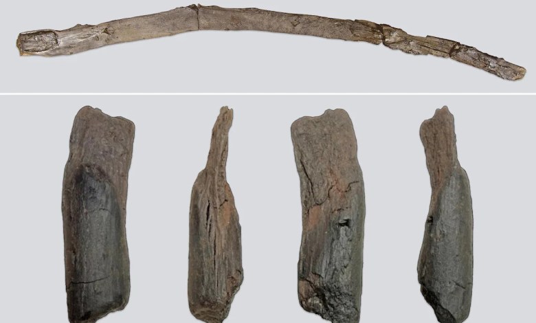 Shaped by ancient humans, 430,000-year-old wooden tools are the oldest ever found Shaped by ancient humans, 430,000-year-old wooden tools are the oldest ever found