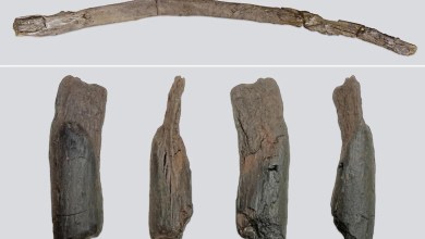 Shaped by ancient humans, 430,000-year-old wooden tools are the oldest ever found Shaped by ancient humans, 430,000-year-old wooden tools are the oldest ever found