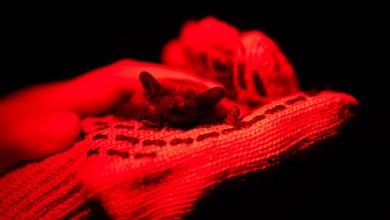 After harsh winter, Ukrainians find joy in releasing bats rescued from war After harsh winter, Ukrainians find joy in releasing bats rescued from war