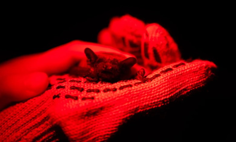 After harsh winter, Ukrainians find joy in releasing bats rescued from war After harsh winter, Ukrainians find joy in releasing bats rescued from war