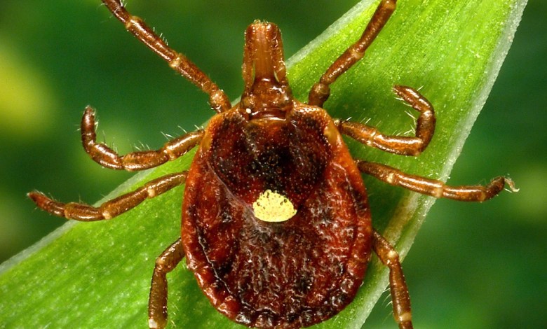 Scientists document a death from a meat allergy tied to certain ticks Scientists document a death from a meat allergy tied to certain ticks