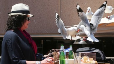 Food-snatching seagulls are more likely to leave you alone if you shout at them, researchers say Food-snatching seagulls are more likely to leave you alone if you shout at them, researchers say